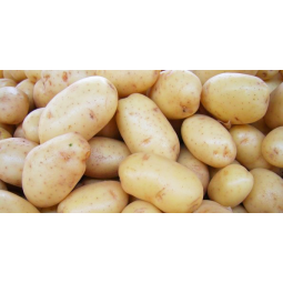 patatas nuevas