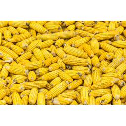 mazorcas maíz
